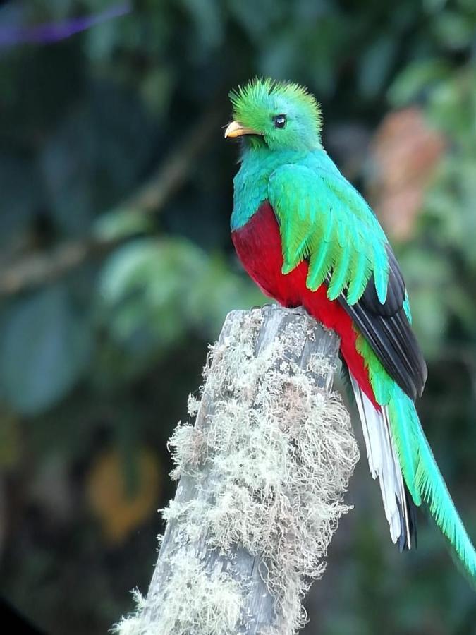 Cabinas El Quetzal سان جيراردو دو دوتا المظهر الخارجي الصورة
